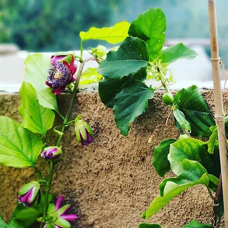 S'almudaina Farm 12p Etv1135